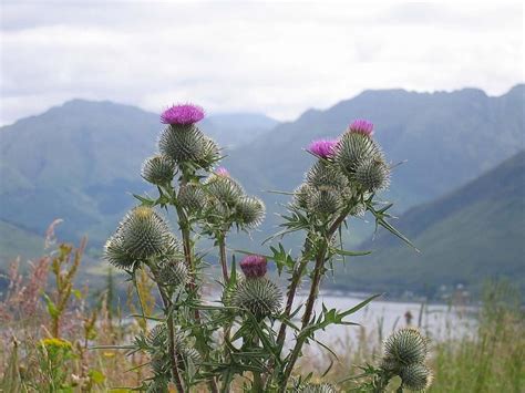 Wild Flower Scottish Thistle Scotland National Flower Scottish