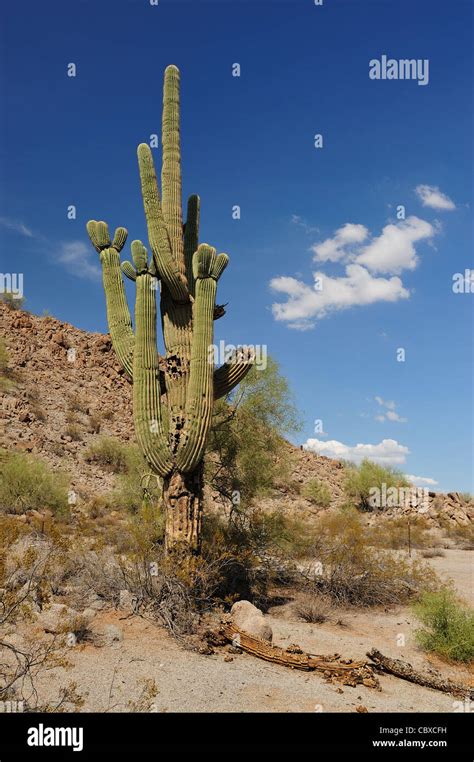 Arizona Desert High Resolution Stock Photography And Images Alamy
