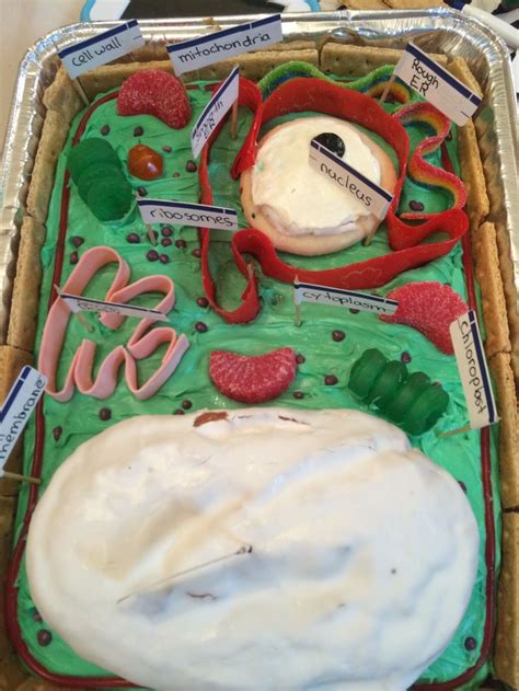 7th Grade Plant Cell Project Plant Cell Project Cells