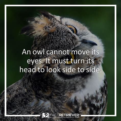 10 Awesome Facts About Owls 15 Pics With Images Owl Eyes Owl