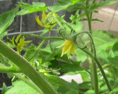 For example, tomatoes, eggplants, and bell peppers are actually a type of berry fruit. How to Pollinate Plants in a Greenhouse | Simple Green ...