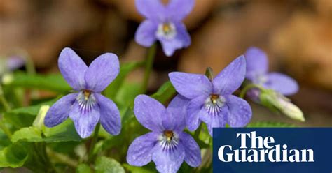 Why Are There So Many Violets This Year Plants The Guardian
