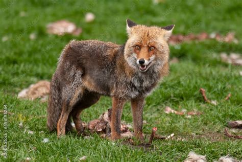 Renard Roux Vulpes Vulpes Stock Photo Adobe Stock