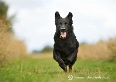 Black And Brown Long Haired German Shepherd The Perfect Companion For