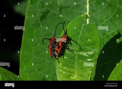 Red Milkweed Beetles Eating Milkweed Leaves It Is A Beetle In The