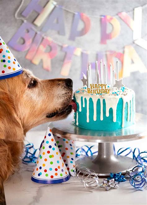 Drip Dog Birthday Cake Dozer Turns 9 Recipetin Eats