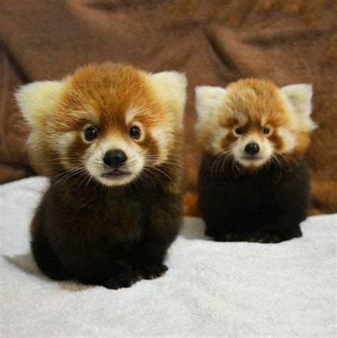 Cute Baby Red Pandas Too Cute To Bear