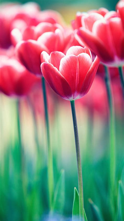 Spring Flowers Bloom 4k Wallpapers Hd Wallpapers Id 24598