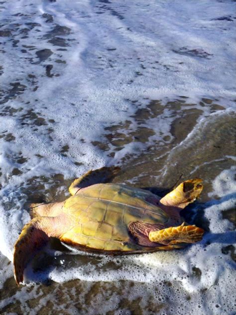 Loggerhead Sea Turtle Rescued In Truro Turtle Journal