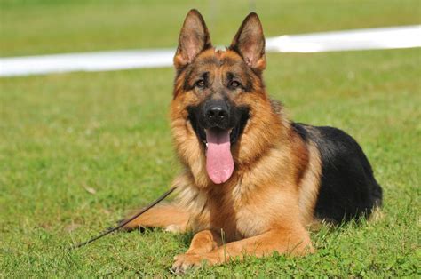 German Shepherd Dog Breed Profile History Care And More
