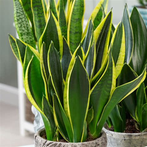 Sansevieria Healthy Vigorous Young Snake Plant 35cm Tall In 9cm Pot