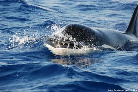 Killer Whale Up Close Odyssea