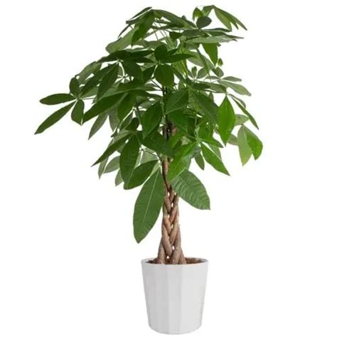 Costa Farms Money Tree Live Plant Easy To Grow Houseplant Potted In