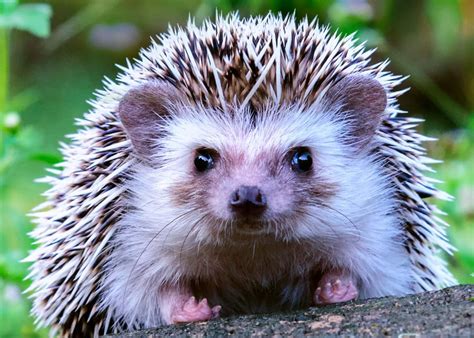 Pupils Learn About Hedgehogs And How To Write An Argument The Keswick