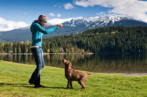 10 Healthy Tricks For Your Dogs Body And Mind