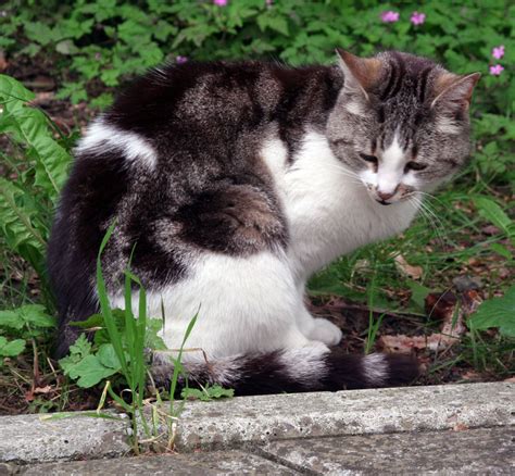 Würd mich mal brennend interesieren! Unsere 13 jährige Foto & Bild | tiere, haustiere, katzen ...