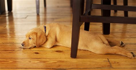 Dog scratches on hardwood floors. How to Prevent Scratches on Hardwood Floors the Best Way ...