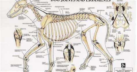Canine Hip Anatomy