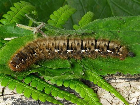 Identifying Hairy Caterpillars Wildlife Insight