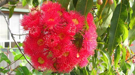 Red Flowering Gum Tree Corymbia Ficifolia Brisbane