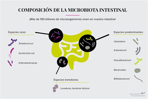 La Microbiota Intestinal Biocodex Microbiote Institute