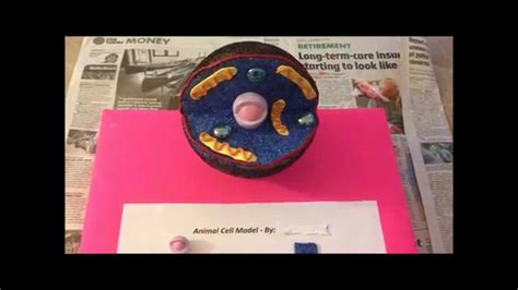 Animal Cell Project Foam Ball Cell Model School Craft Project Woo Jr