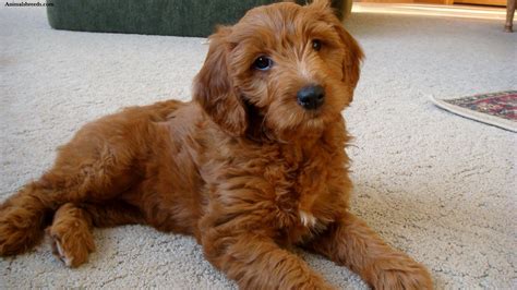 Goldendoodle Puppies Rescue Pictures Information Temperament