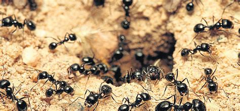 Formigas Atack Saúde Ambiental