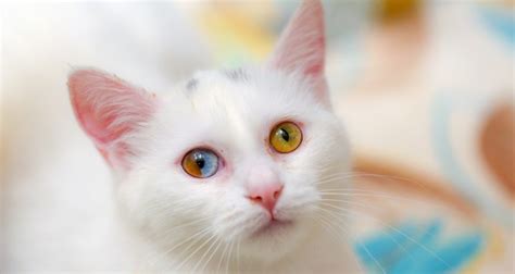 Rare Van Cat With Two Colors In One Eye Excites Researchers Daily Sabah