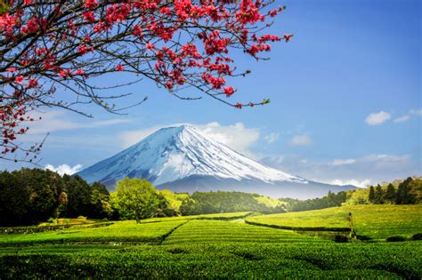 Tea Plantation On The Back Overlooking Mount Fuji With Clear Sky In