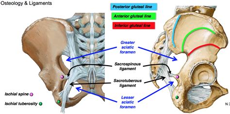 Below the ischial spine is a smaller notch, the lesser sciatic notch; Lower Limbs - MistryLand