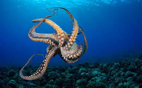 Octopus Makes Brazen Escaped From New Zealand Aquarium Travel Leisure