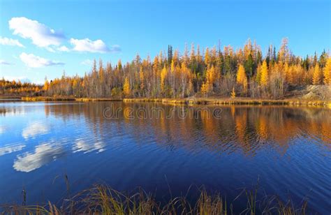 Autumn Landscape In The North Of Siberia Stock Photo Image Of