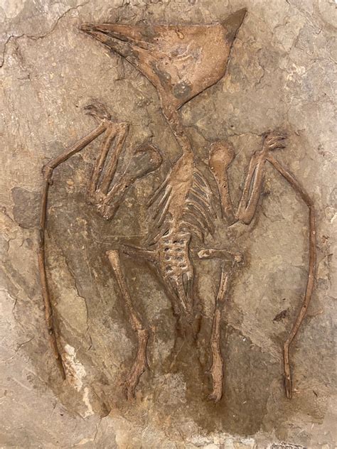 Pterosaur Fossil Crow Sized From The Early Cretaceous Period Of The Yixian And Jiufotang