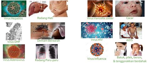 Virus Pengertian Sejarah Morfologi Dan Peranan Dalam Kehidupan