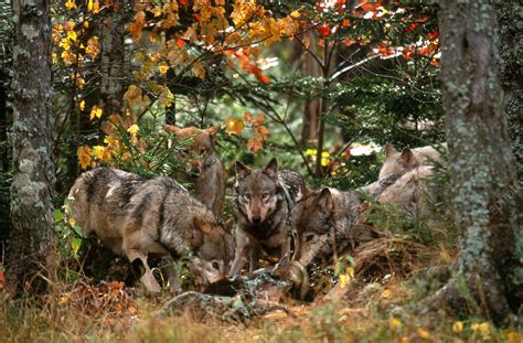 Gray Wolves At Kill Stock Image C0045981 Science Photo Library