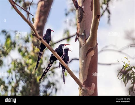 Red Billed Wood Hoopoes Hi Res Stock Photography And Images Alamy