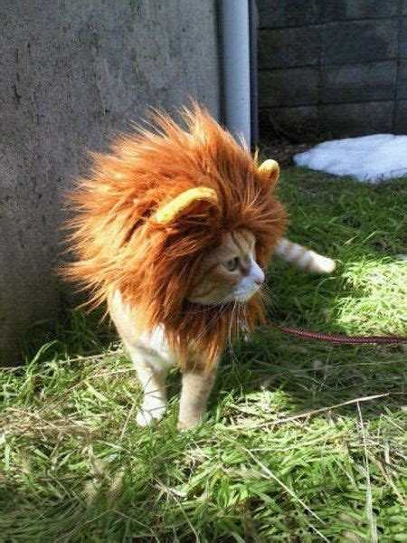 Lion Mane Costume For Your Cat I Cant Imagine Any Cat Being Happy In