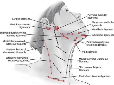 30. Face and Neck Anatomy | Plastic Surgery Key
