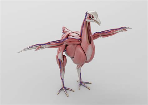Artstation Chicken Anatomy In T Pose For Rigging 3d Model Resources