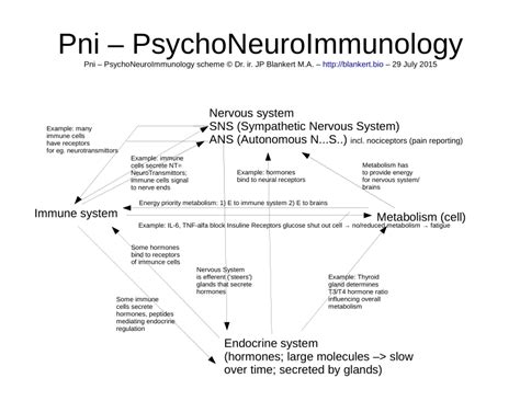 Pdf Pni Pychoneuroimmunology Scheme