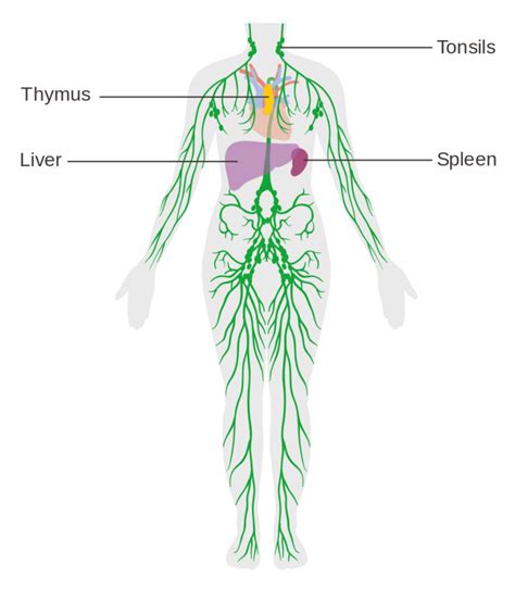 The Lymphatic System And Cancer Mtm