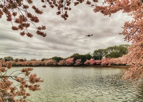 Tidal Basin Blossoms Photograph By Kathi Isserman Fine Art America