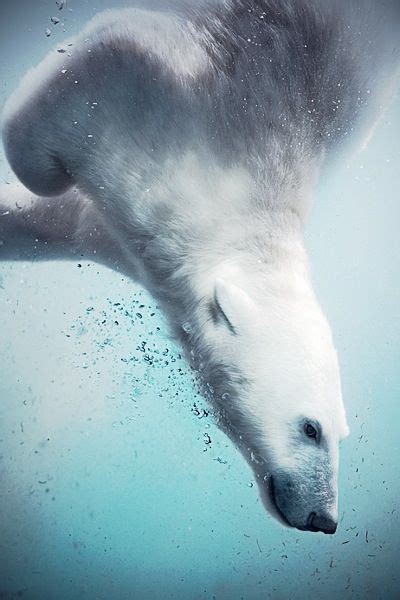 Polar Bear Animals Wild Polar Bear Animals