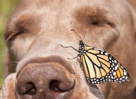 Monarch Butterfly Perched On The Side Of A Dog S Nose Stock Image
