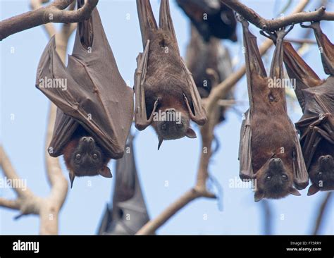 Group Of Grey Headed Fruit Bats Flying Foxes Pteropus Poliocephalus Hanging In Native Trees