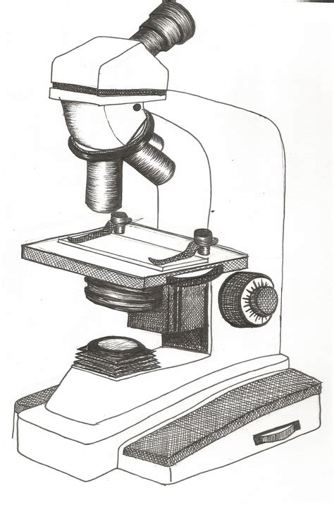 Compound Light Microscope Drawing With Label Microscope Parts Compound