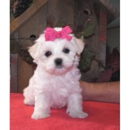 When you type in yorkiepoo for sale or yorkie poo sale online. Petite Pups, Maltese Breeder in Loganton, Pennsylvania