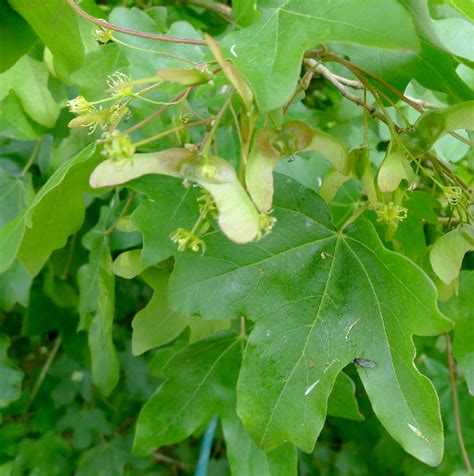 Although the conversation will inevitably turn to maple syrup, british grown trees do not produce much of it. Sapindaceae