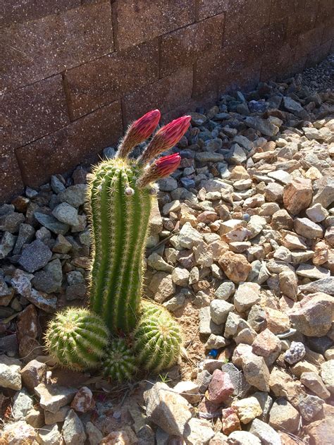 Tweezers and pliers also work and are more suitable if skin is unfortunately involved. Argentine Giant | Cactus plants